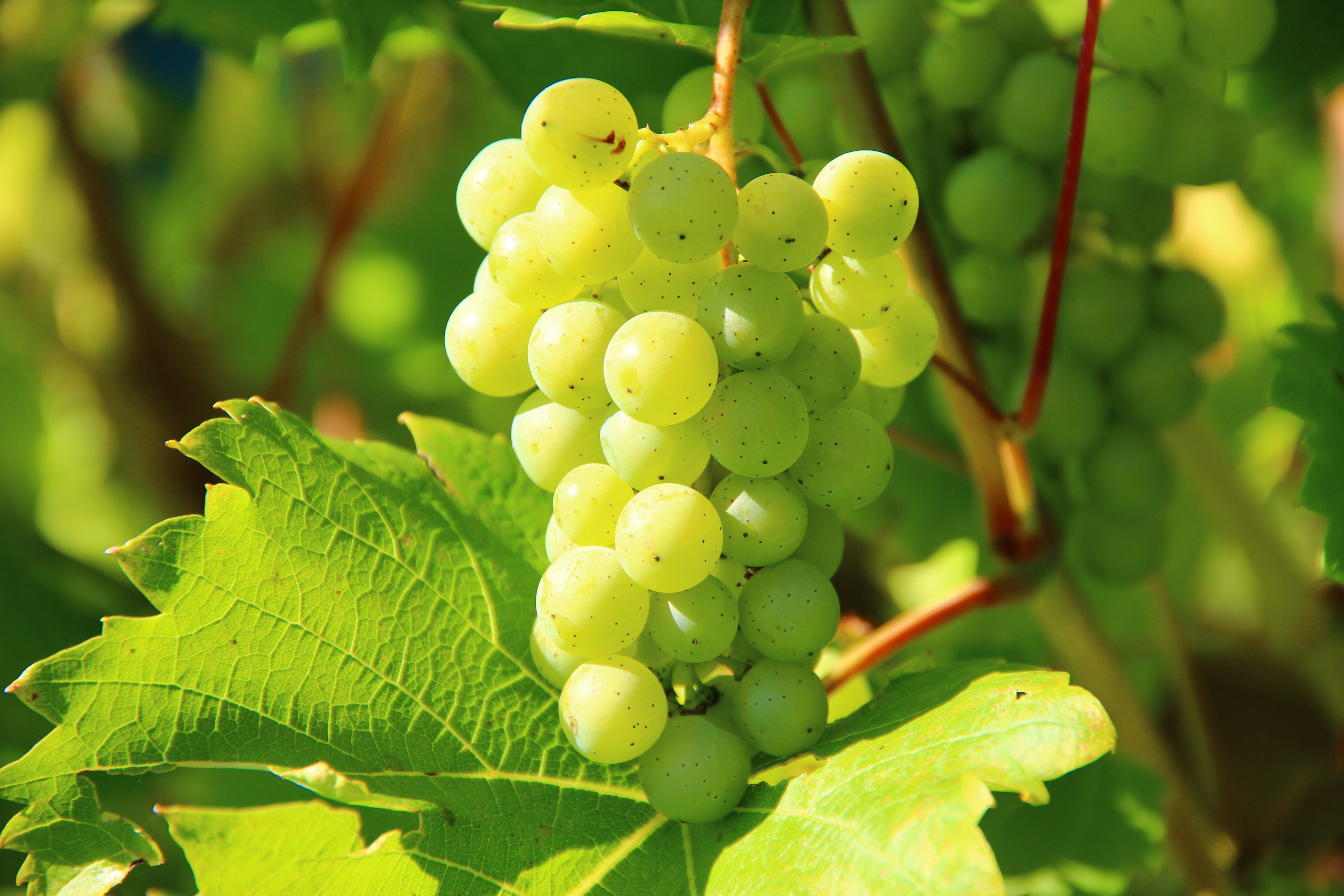 grapes-276070.jpg